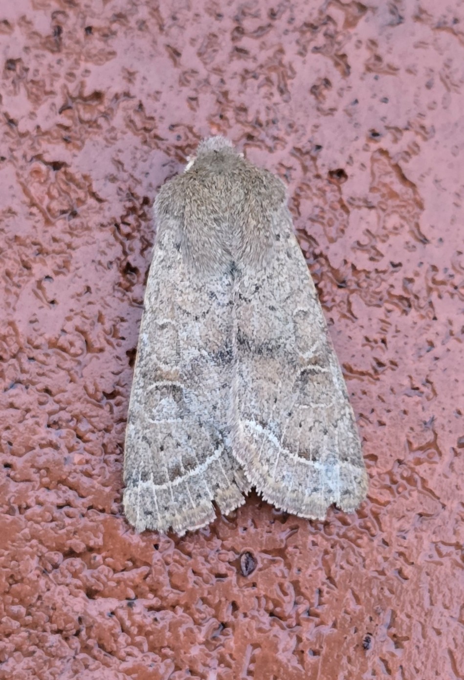 Photo of Common Quaker (Orthosia cerasi)
